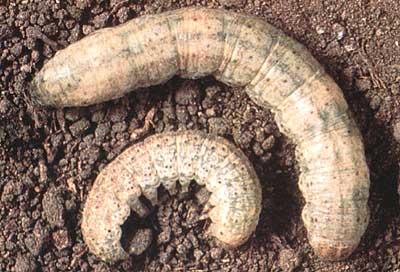 Armyworm 2