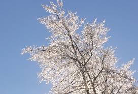 ice tree 2