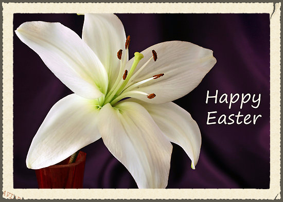 Easter Lily 3