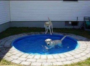 dog pool 2